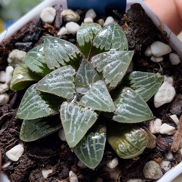 634宇宙射线福利一物