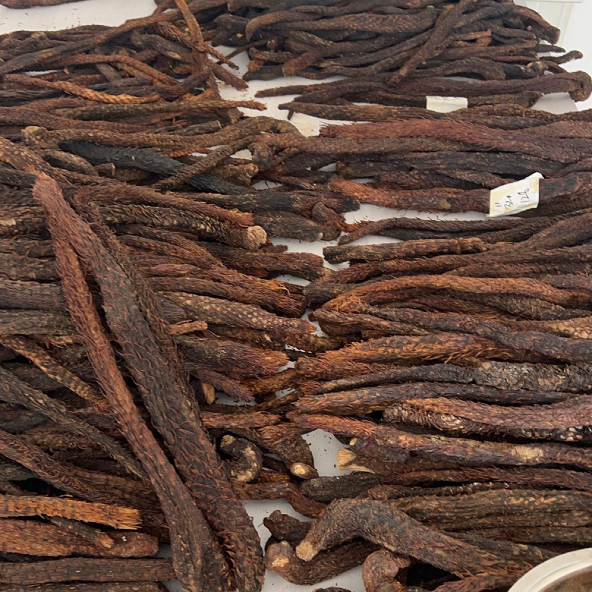 肉苁蓉+锁搭配内蒙古阿拉善沙漠特产直播间改价链接