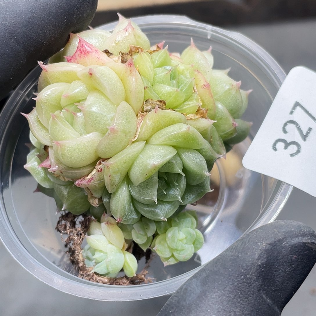 麦***喵327。 定。                   