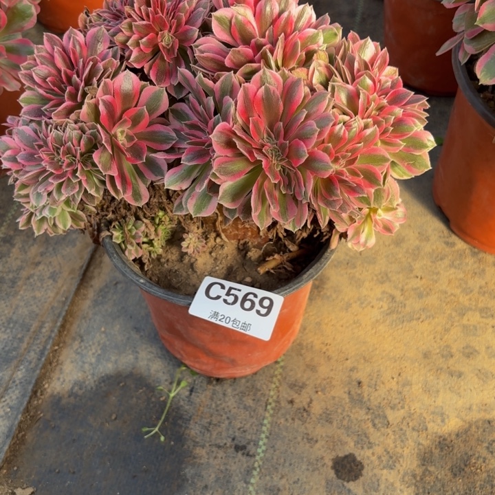 瑞妈，，，。。。。569女巫追，有断，