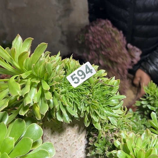 郑***琴多肉植物一个妖594