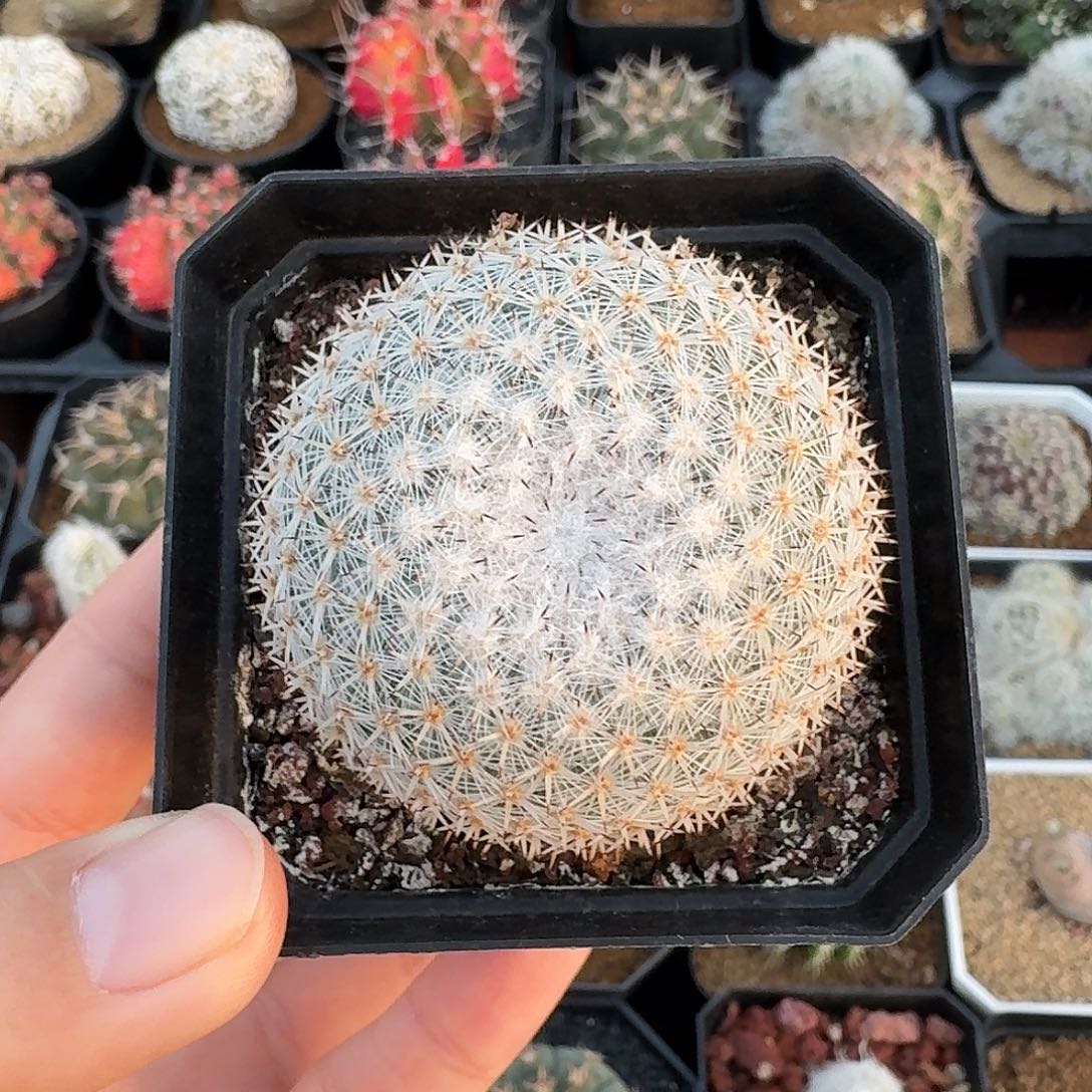 希望丸仙人球123456