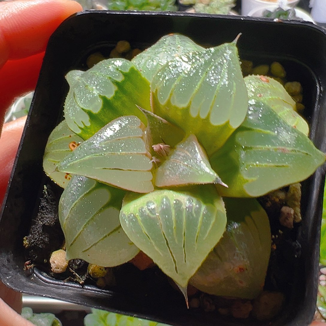 方盆媚凤寿多肉多肉多肉