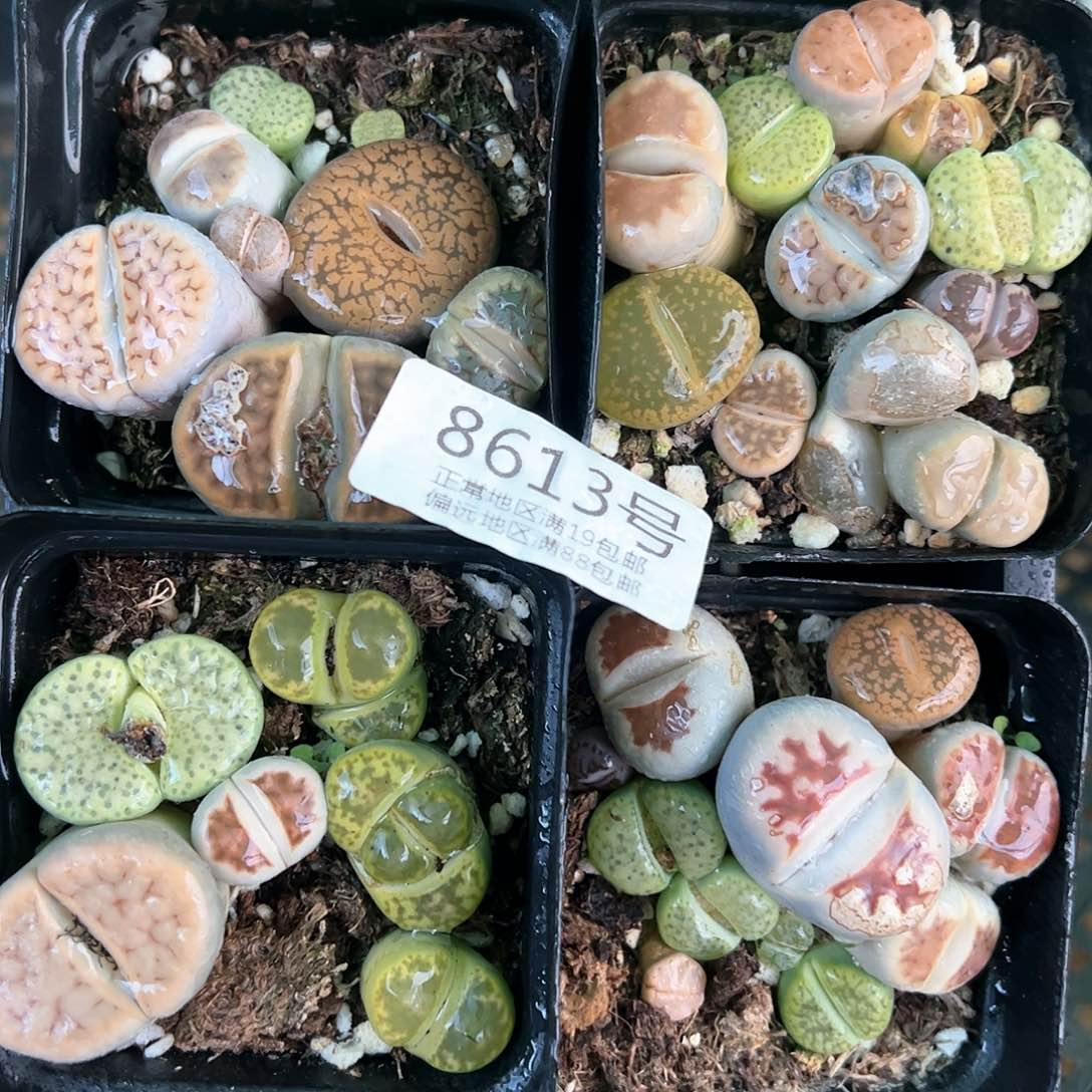 好养易活生石花大母本8613有疤有腿到手4盆