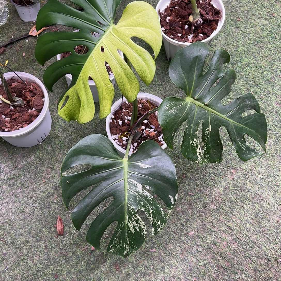 无花朵短茎白薄荷放漏价D5