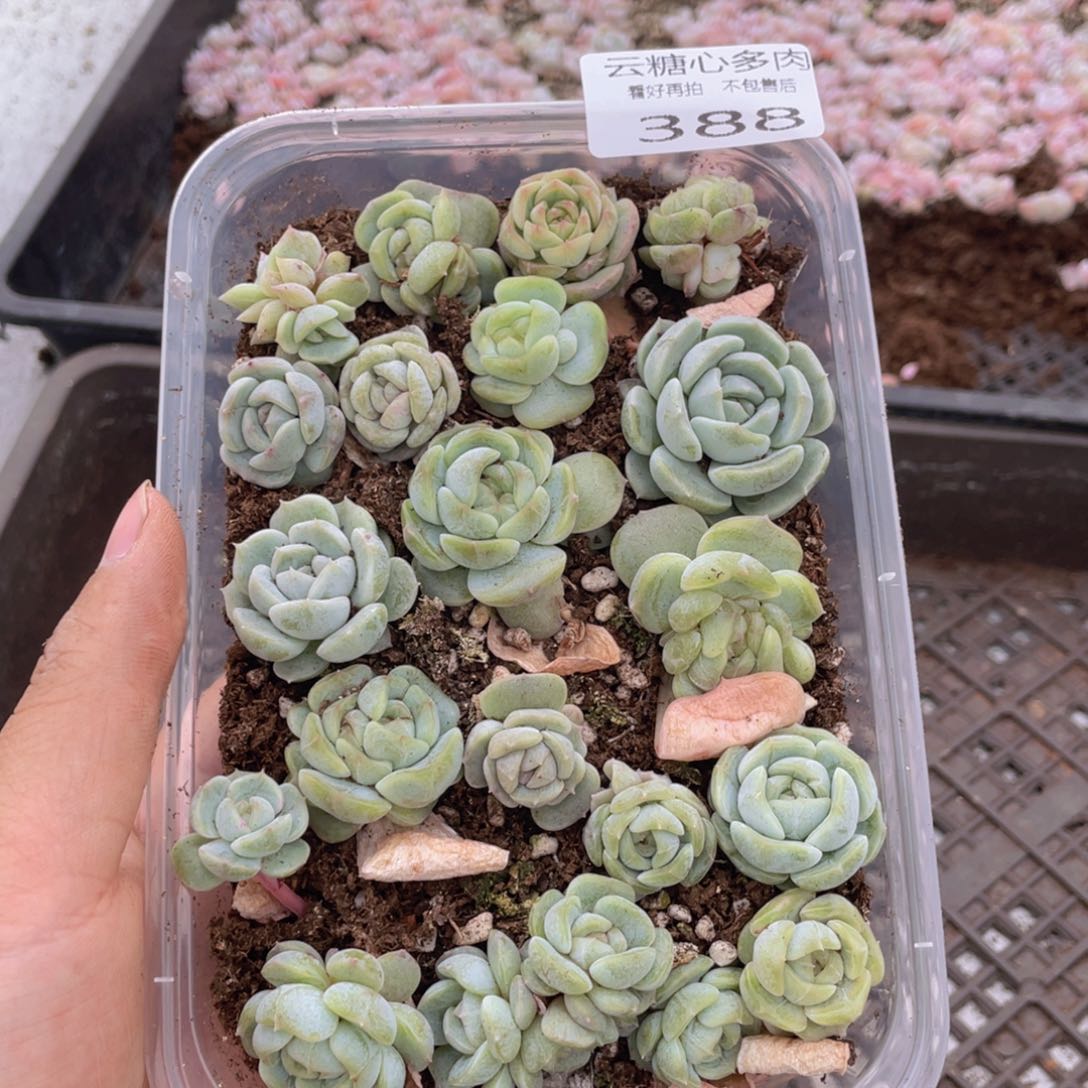 云糖心多肉植物388