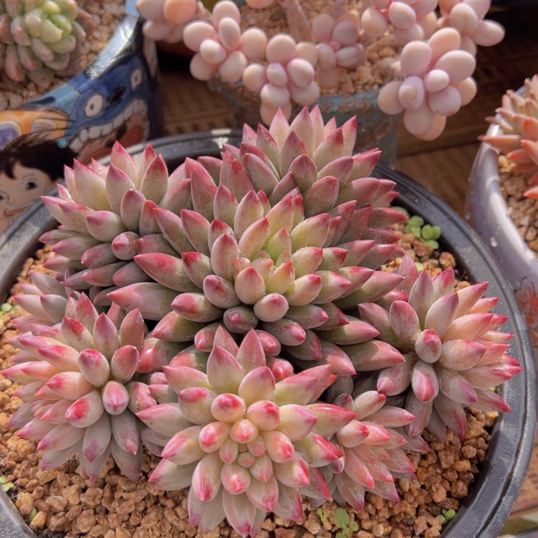 一物一拍多肉植物