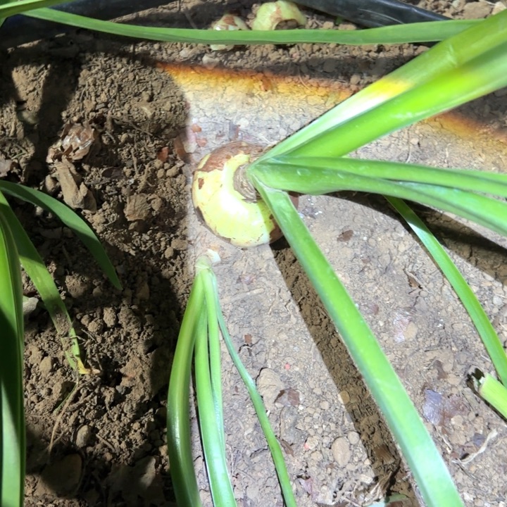 无花朵双绿5.3一颗