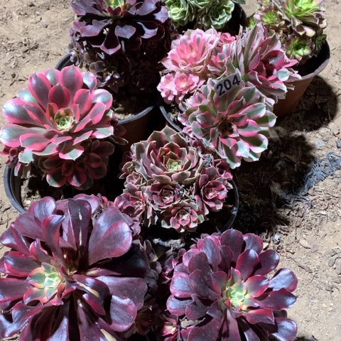 用***0204八棵法师多肉植物