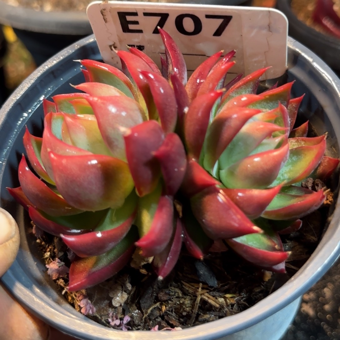 惊鸿一物一拍包装收缩花旱707