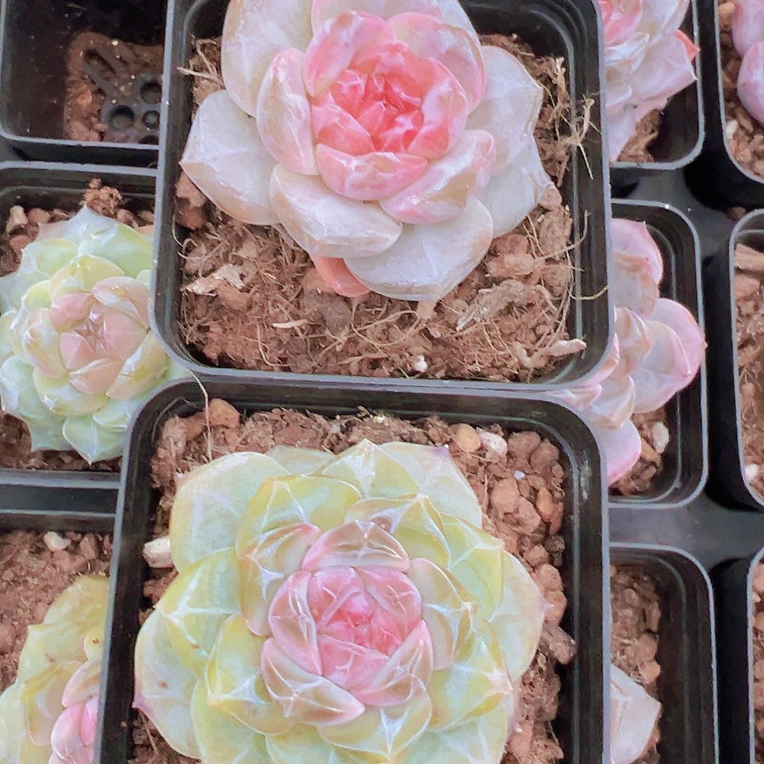 精品钻石冰魄组合2颗