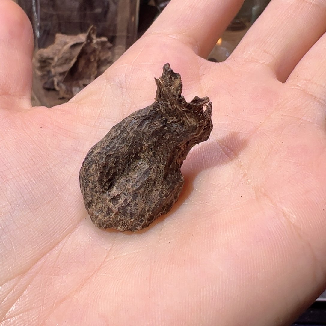 【闪购商品】香榧木海南木料大山包头1克