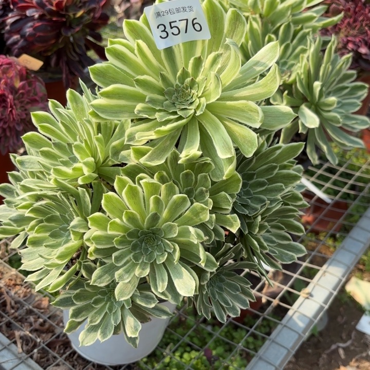 碧浪多肉法师3576