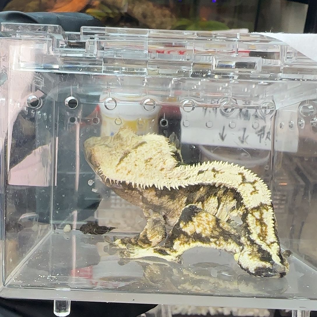 睫角守宫00000074