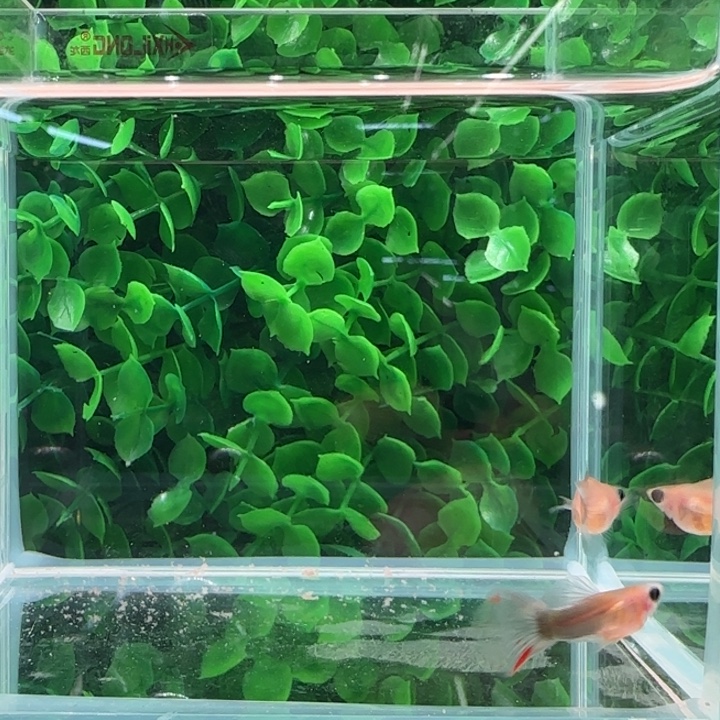 孔雀鱼8黄肉蓝礼服球一对