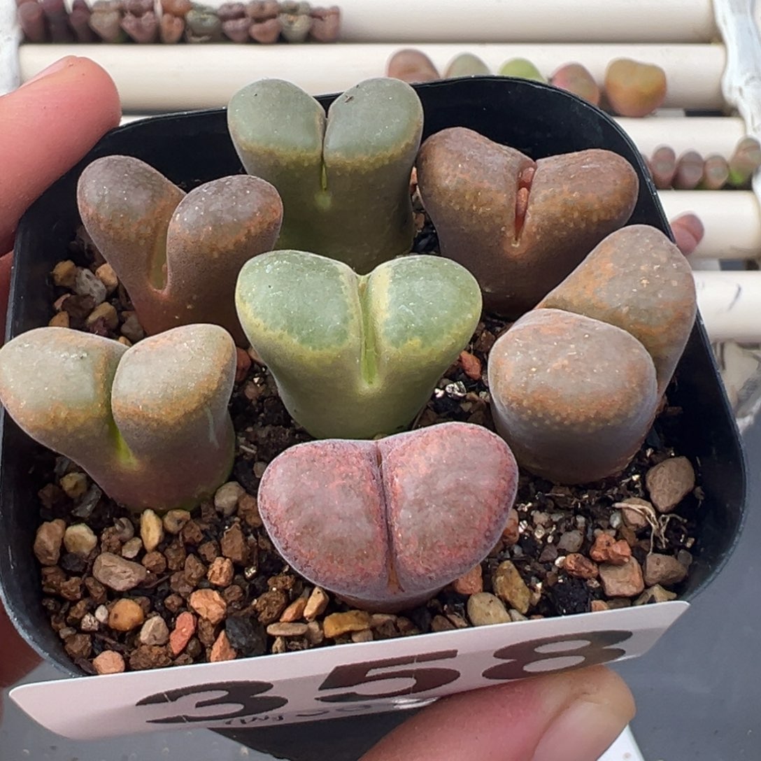 12.7好看的多肉脱土发货358