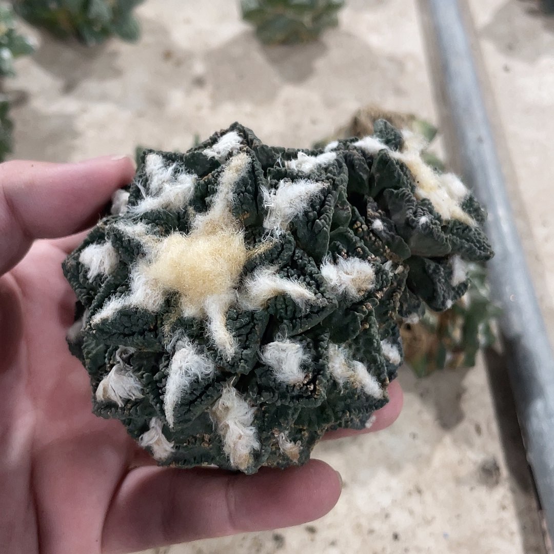 完全开放小***草特价1 98