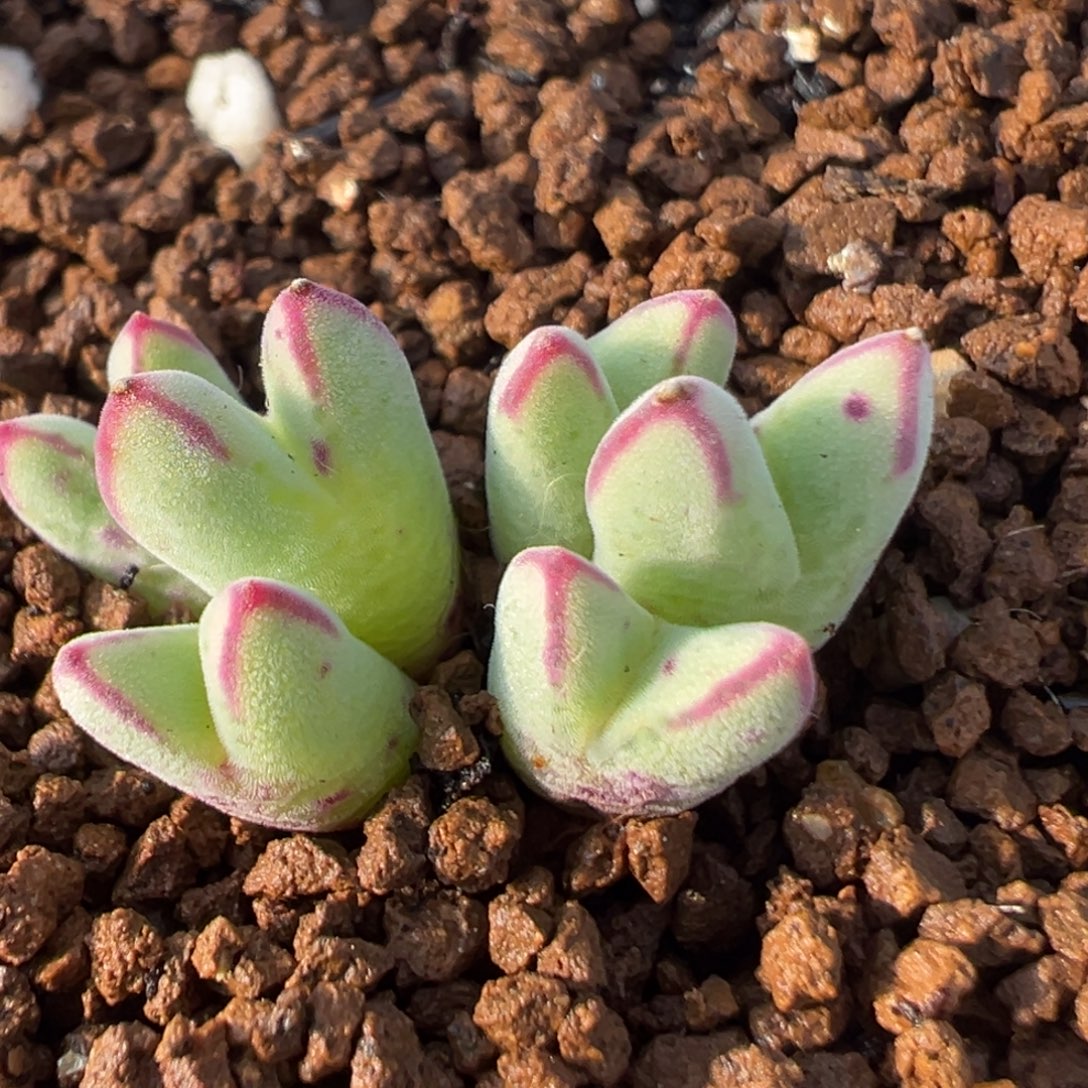 18多肉植物百科猪蹄