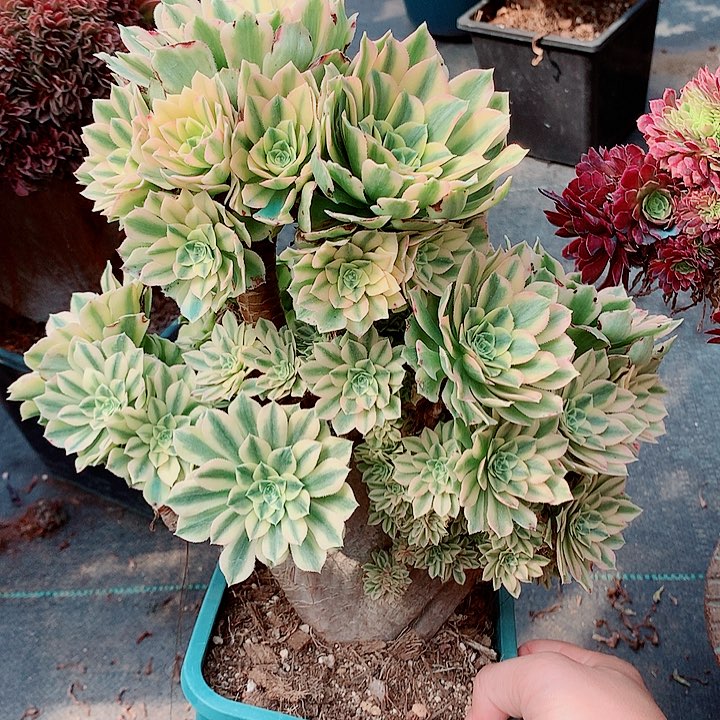 碧玉朵朵脱土发货啊