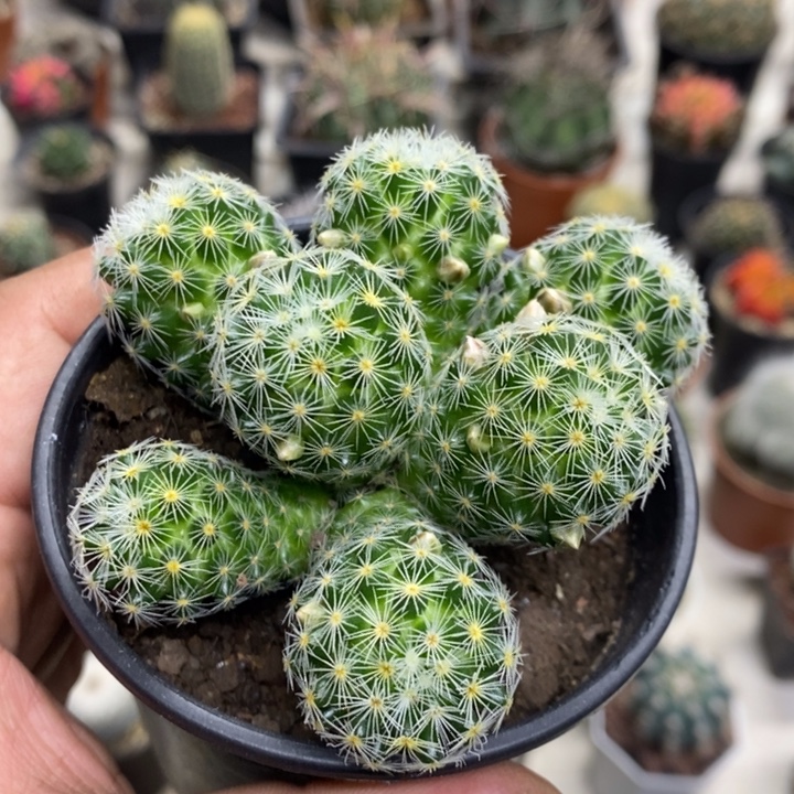 吉赛尔群特价福利