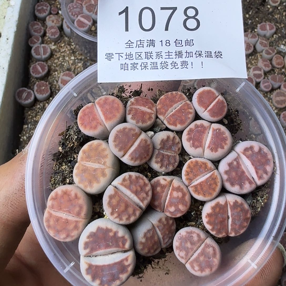 1078 哈哈哈哈哈哈哈哈哈