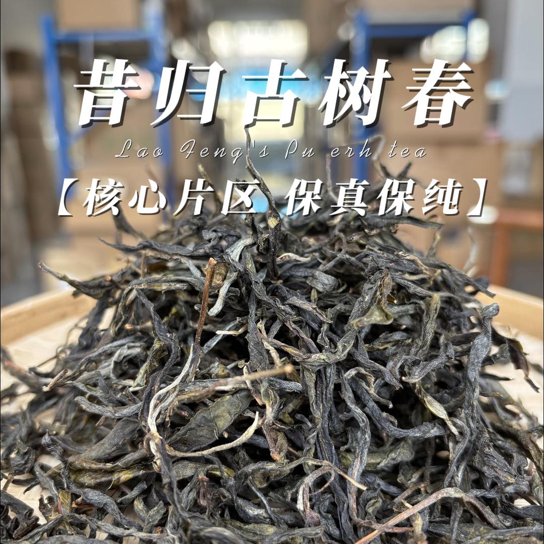 昔归忙麓山古树纯料25年春 滋味猛鲜爽岩韵菌香穿透力强普洱生茶