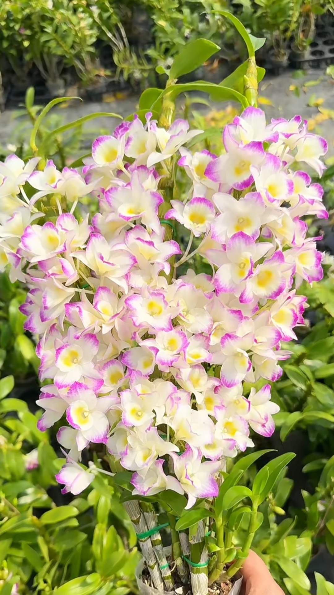 【欧耶】春石斛开花条粗壮整根爆花 带花芽发货 云南高原兰花