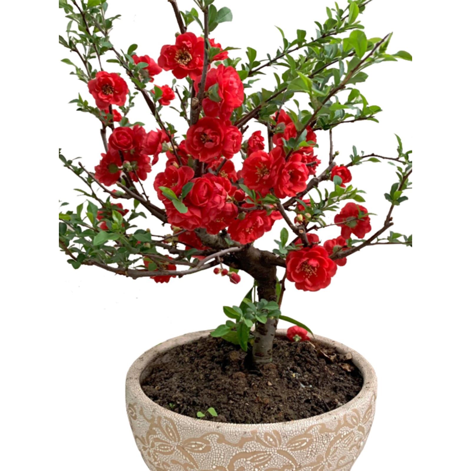 红花海棠花盆栽四季开花带花苞多色盆景室内阳台热销花卉植物