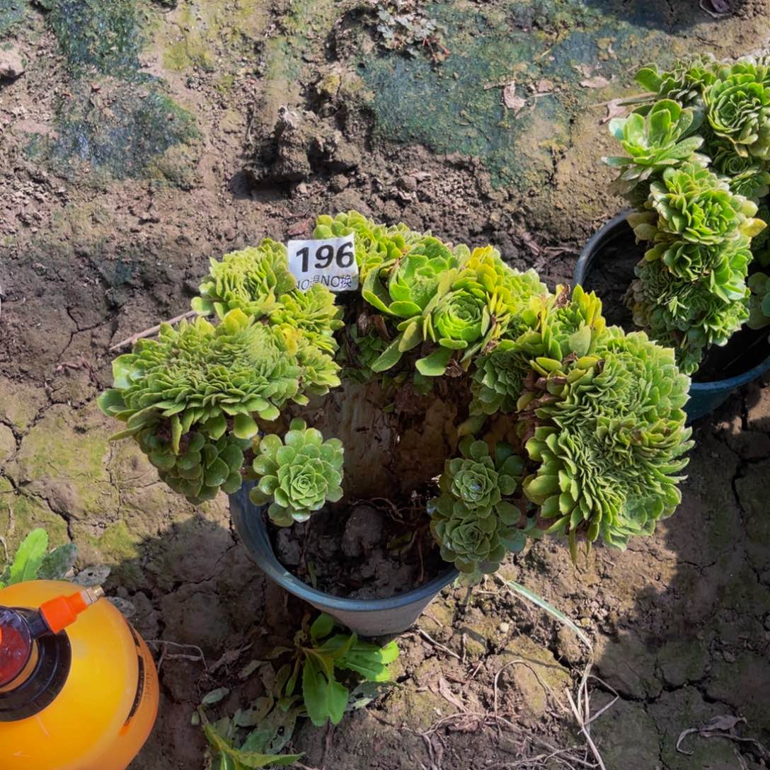 绿杨蓉法师缀5-28