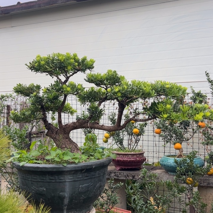 无花朵高端精品罗汉松盆景