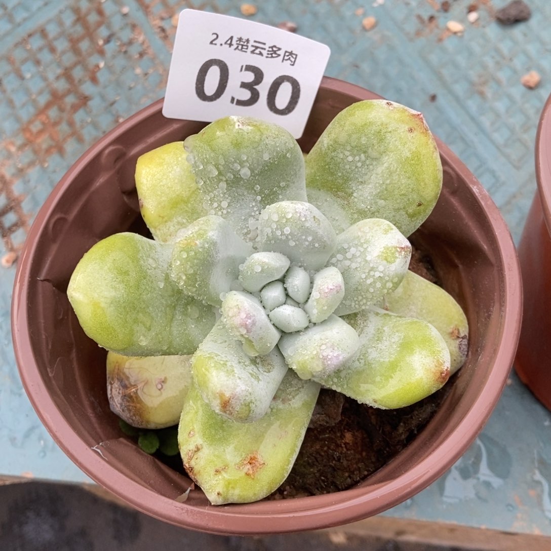 030玫瑰叶拇指多肉植物