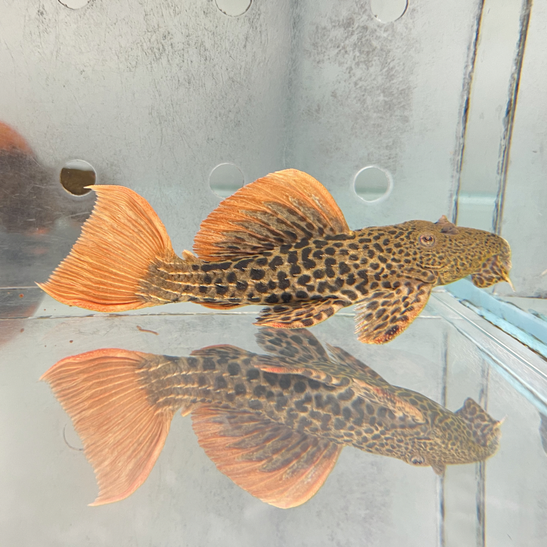 1#异型鱼L600帝王血钻14.5-15cm