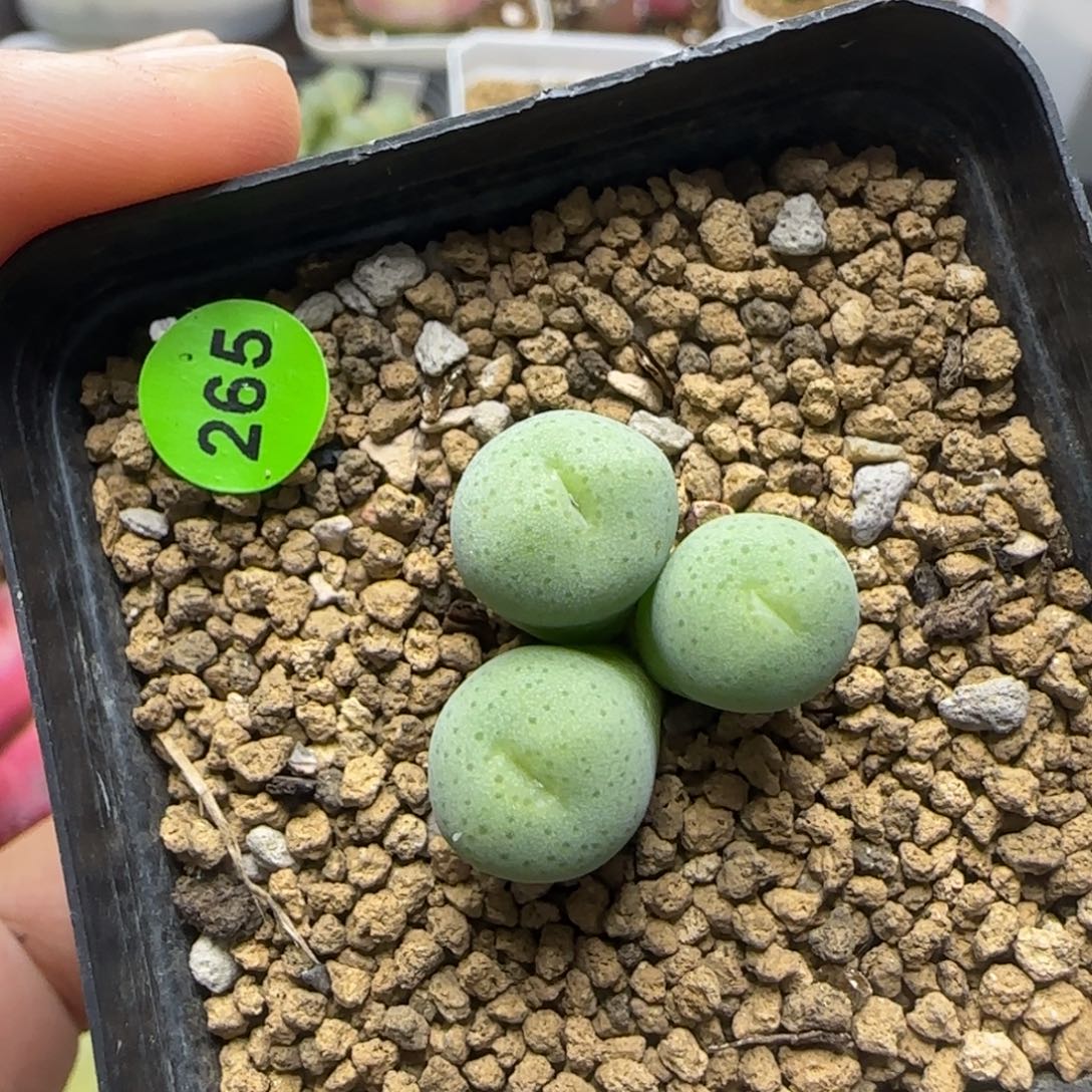 漂漂亮亮多肉植物