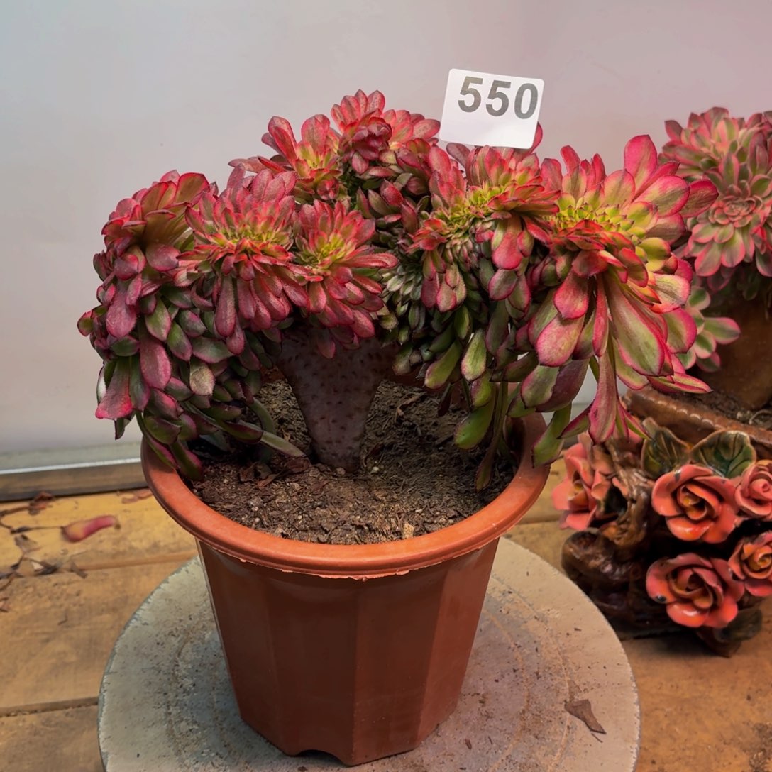 多肉法师舞天姬缀550