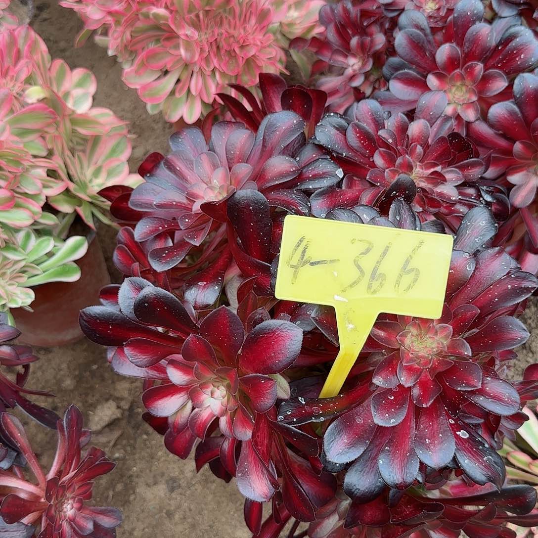 4-366---多头多肉植物