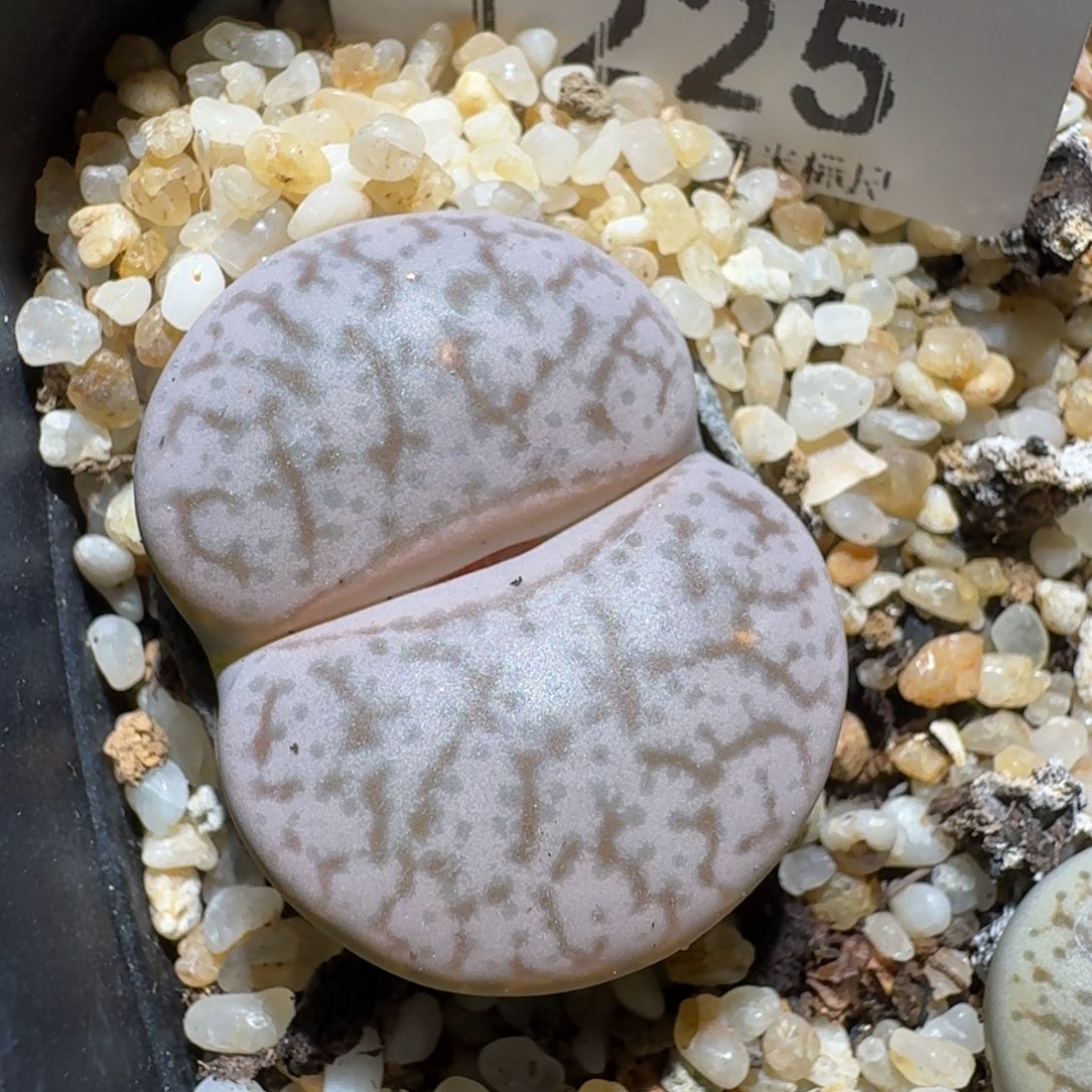 Zzz精品生石花 1225