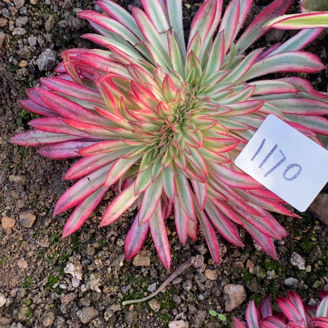 1170朱雀缀多肉植物