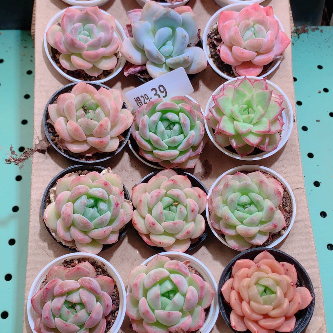 29-39一物一拍带盆18颗