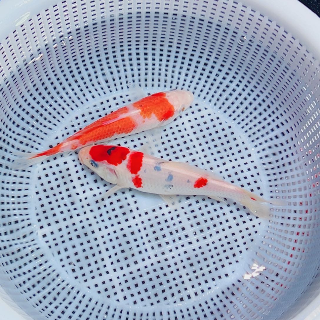锦鲤锦鲤观赏鱼1111