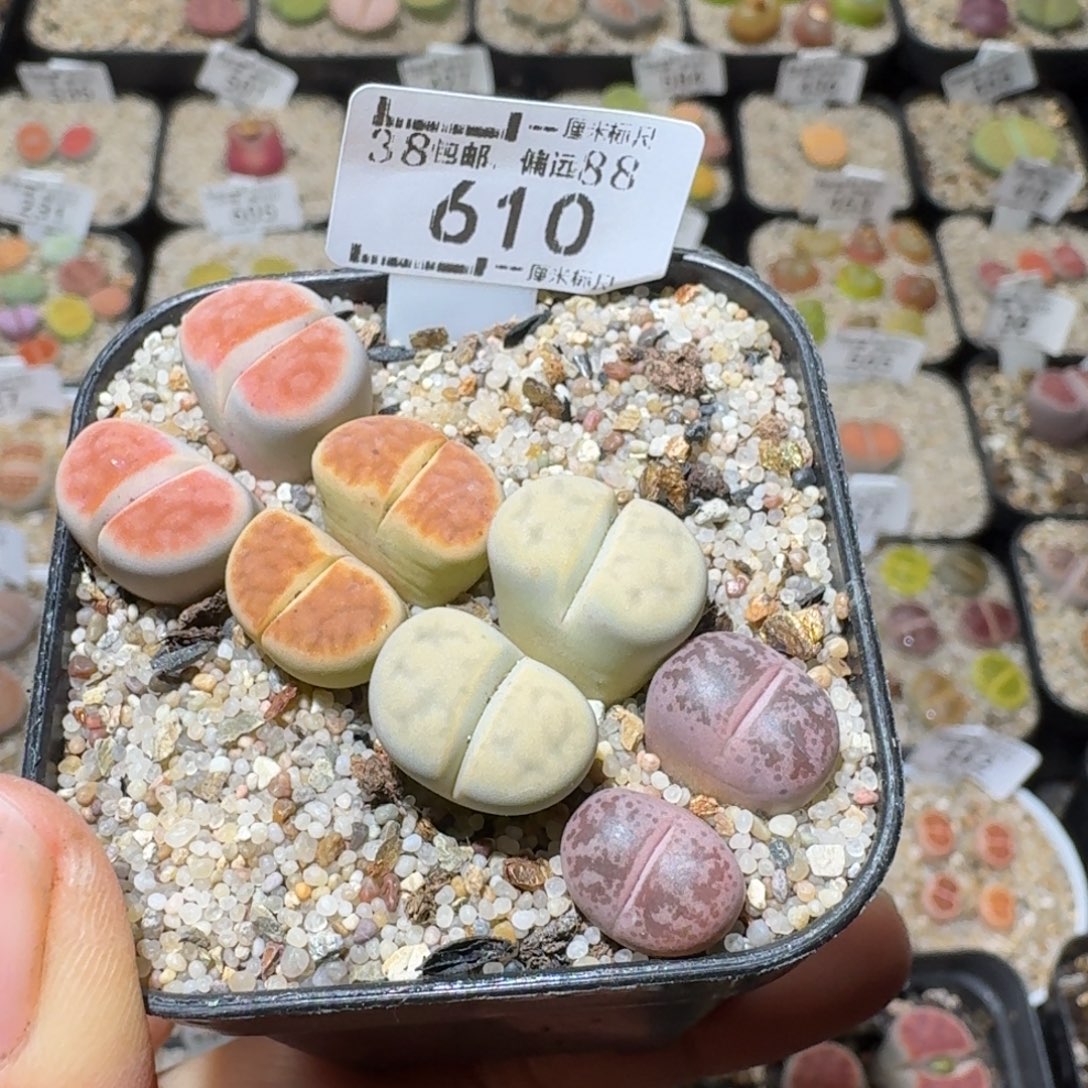 Sss精品清仓价610