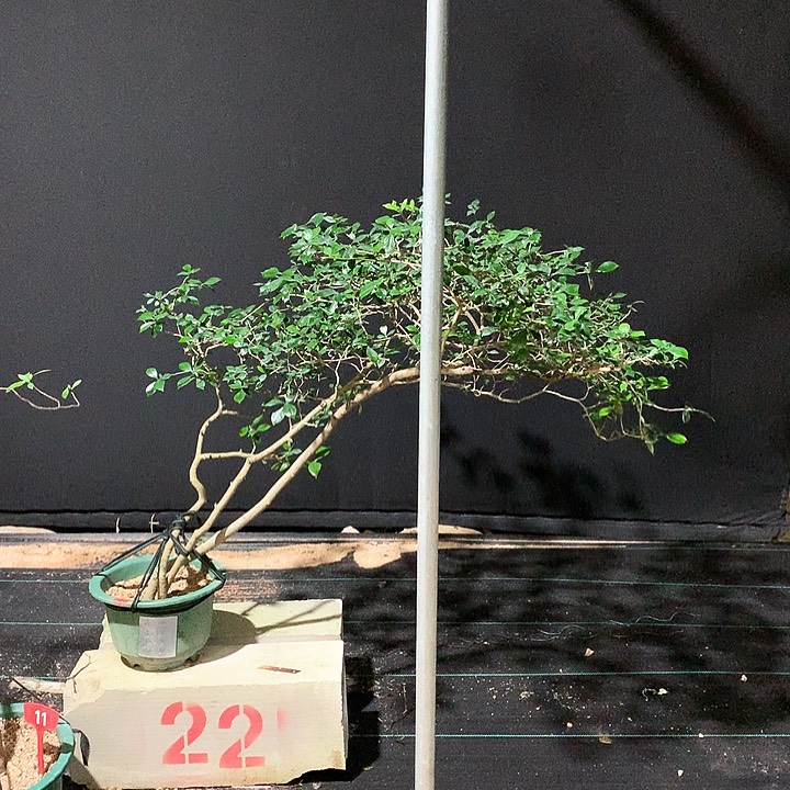 当前无花栽培后可以开花风*时1