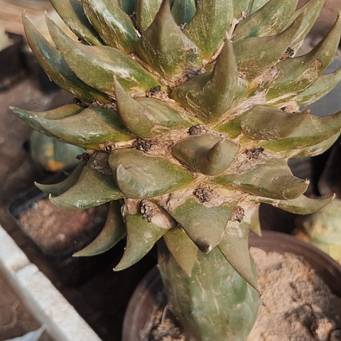 处理仙人球的方法是在