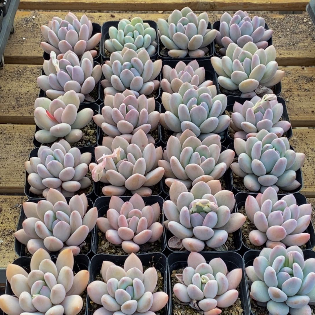 ✨***子362的我是一个人的时候