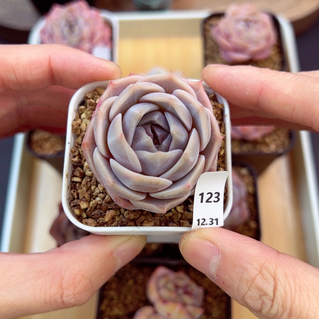 好好看123、哈哈哈哈