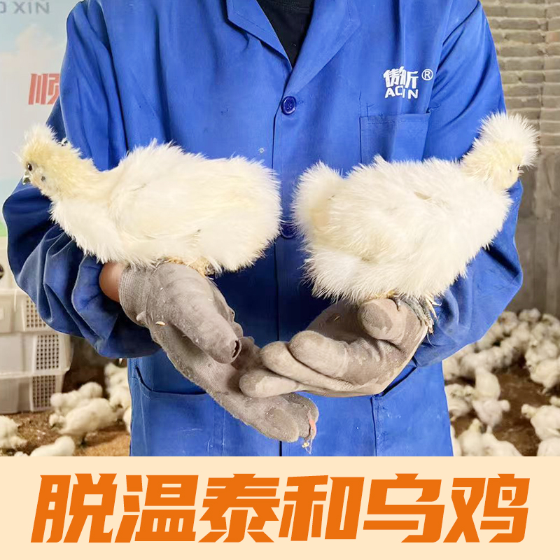 【活体】脱温原种泰和乌鸡，乌鸡原种场出品，宠物鸡