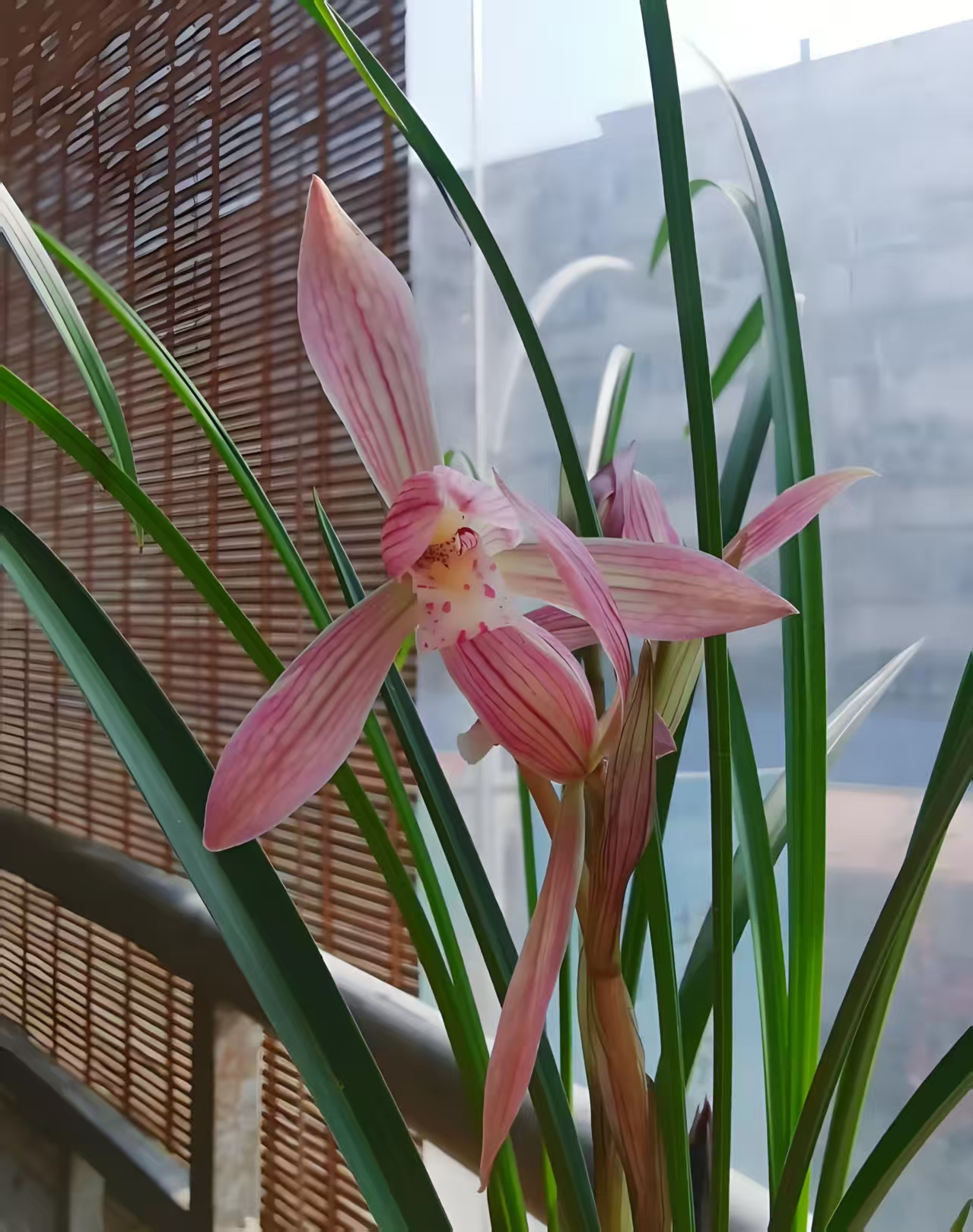 春兰红花   胭脂仙子