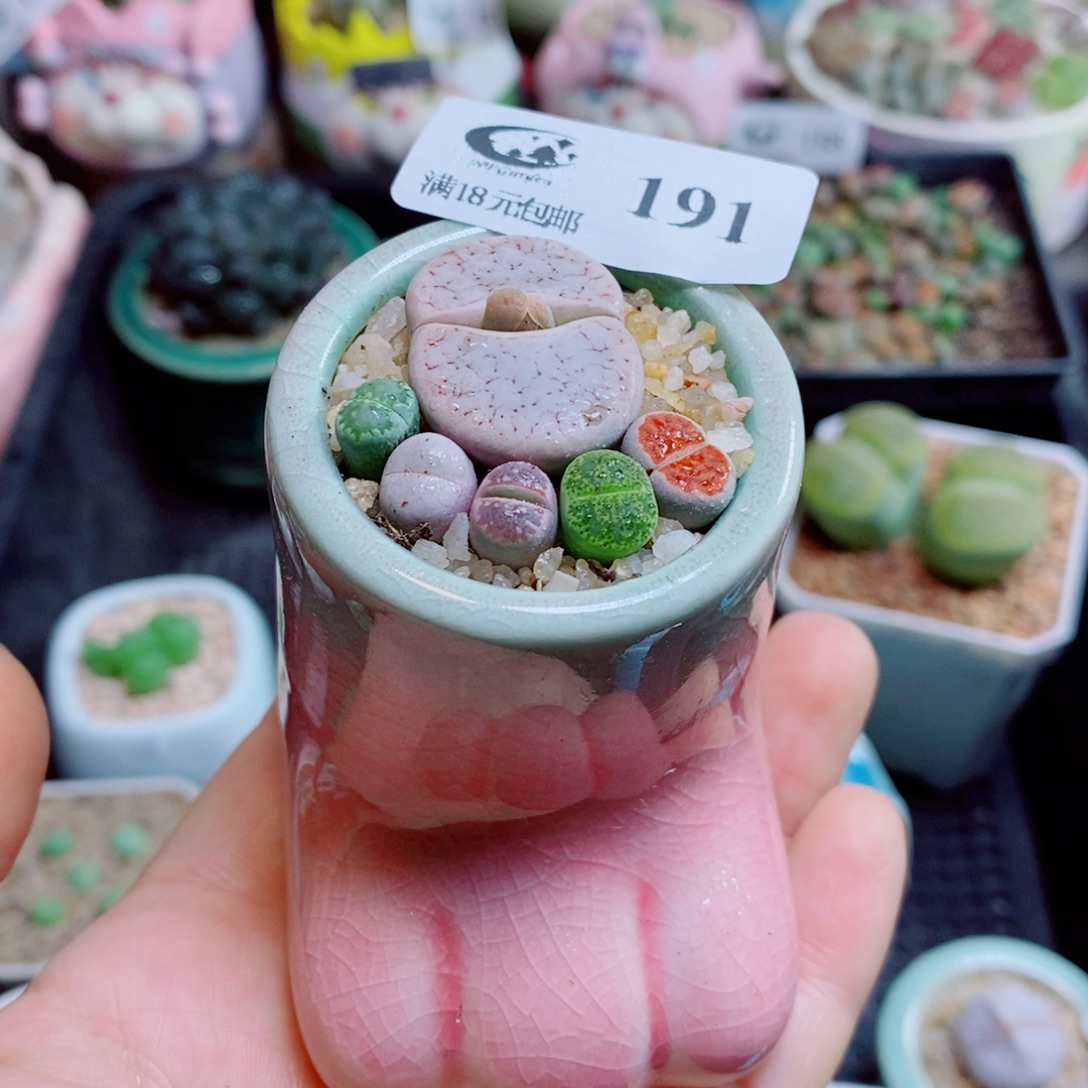 生石花花花花花花花花191