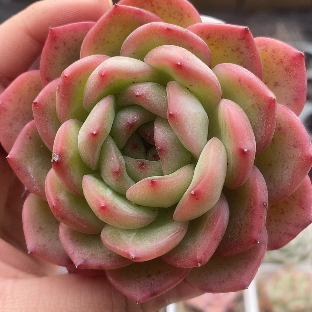 可爱肉肉喜欢拍172