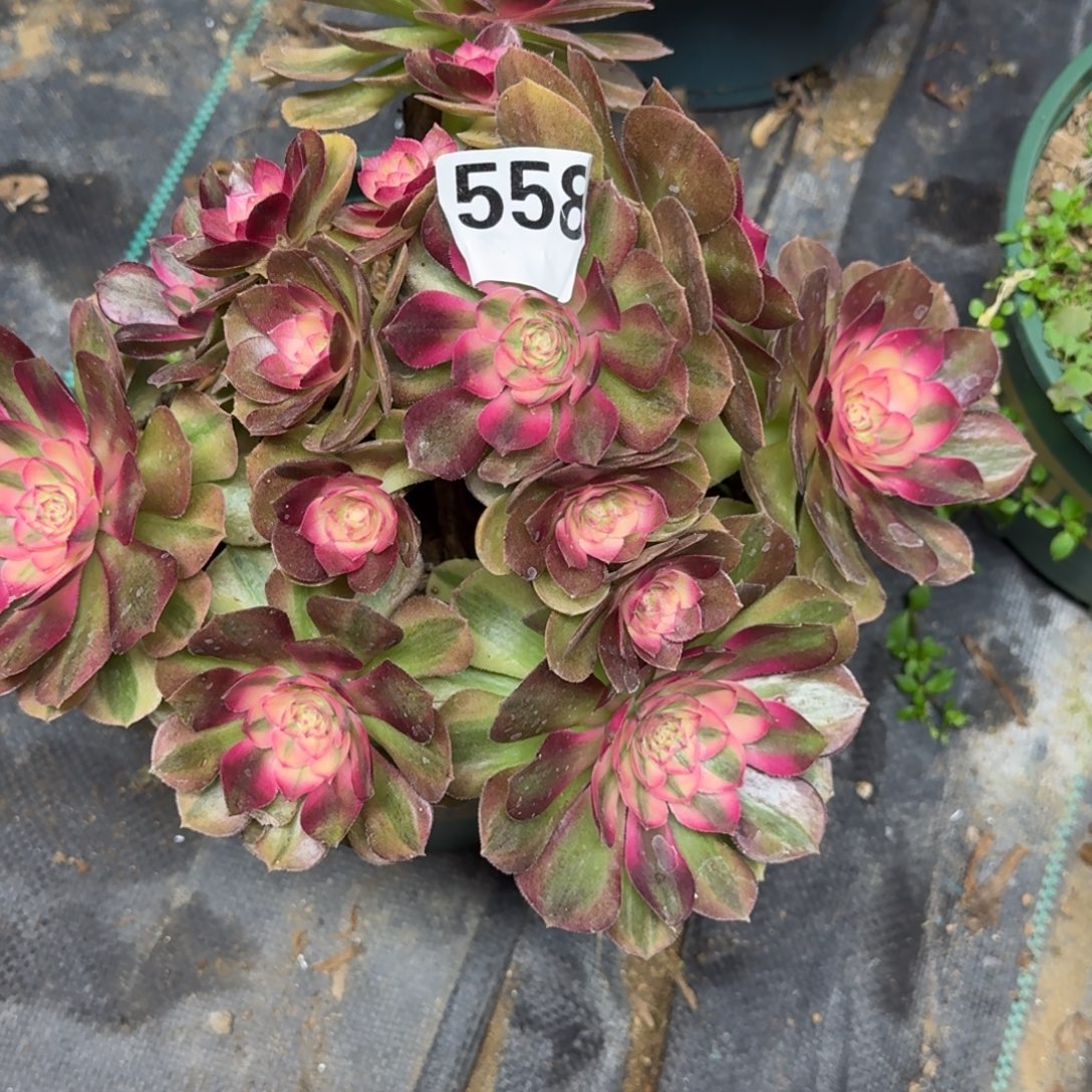 荔枝多肉老庄多肉558