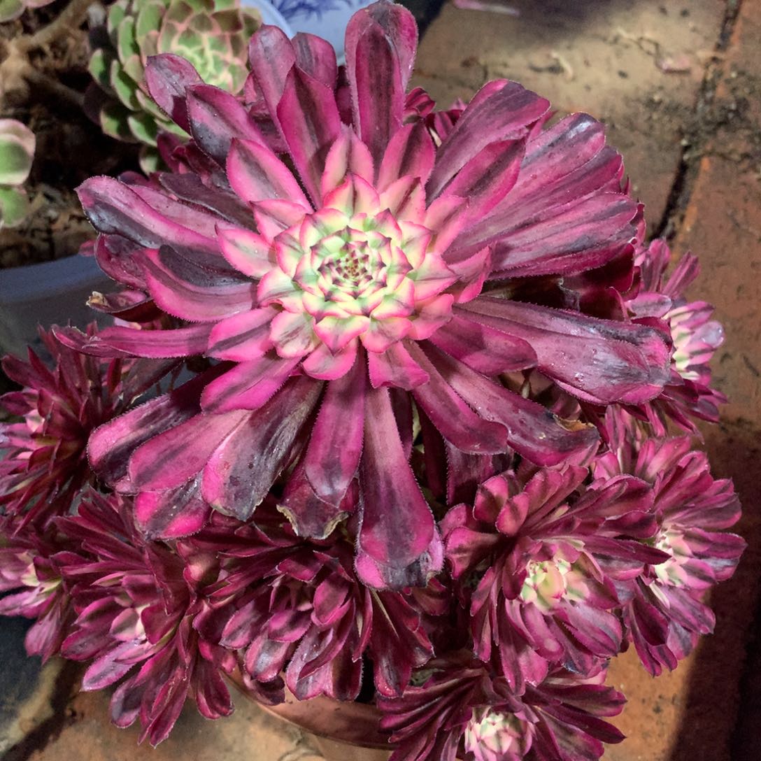 玉颜仙子，多肉植物